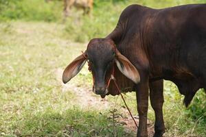 Brown Cow on Farm Displaying Unique Behaviors A Glimpse into Animal Husbandry Practices photo