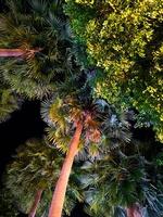 Abstract night shot of palm trees in moonlight photo