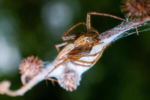 Macro photo of little spider in high detail. Spider nest in tree branches. Close up photo of Oxyopes species or Lynx Spider