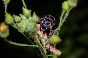 Front side macro photo of Wasp in high detail. Black wasp prey on grasshopper in close up. Black wasp eating on their prey in High detail