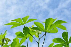 Tops of cassava leaves against a background of blue sky and white clouds photo