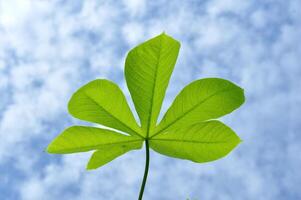 Tops of cassava leaves against a background of blue sky and white clouds photo