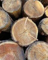 Pile of log trunks, logging timber wood industry before turn it into wooden product. Firewood. Lumber wood. Wood texture. Trunk with cracks and sawed annual rings, cut of surface of wooden stump. photo