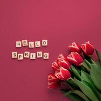 Hello spring concept in Viva Magenta red color. Aesthetic background for beginning of spring. Hello spring text and bunch of red tulip on red Viva Magenta Color 2023 background. Top view or flat lay photo