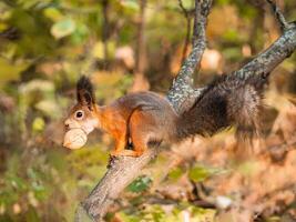Close-up of squirrel eating walnut on tree. Sciurus vulgaris with nut in mouth. Cute animal in autumn nature. Subsistence of wild animals in their natural environment. Carrying nut in mouth in autumn photo