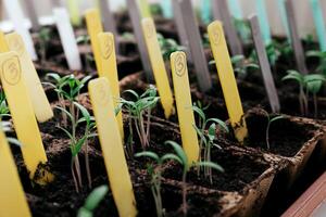 Sprouts in peat pots with tags photo