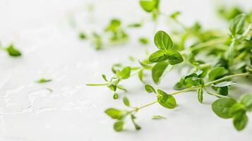 Fresh oregano sprigs are scattered on a white background. photo