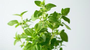 Detailed view of a vibrant oregano plant with its green leaves reaching up against a White BG photo