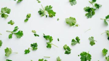 Top view composition of vibrant green cilantro leaves on a white background photo