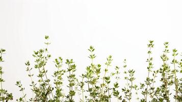 Thriving thyme plants against a crisp white background. photo