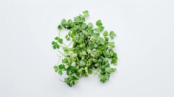 Fresh coriander leaves forming a pattern on a white background. photo