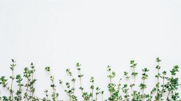 Arrangement of freshly harvested thyme sprigs creates a border on a white background photo
