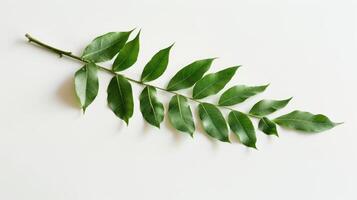 Minimalist image of a green leafy branch on a white background with space for text photo