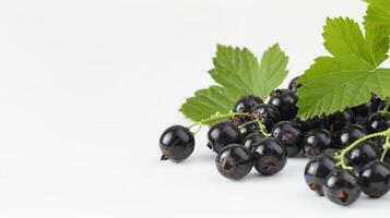 Black currant berries and leaves resting on a white backdrop, evoking a fresh and summery scene photo