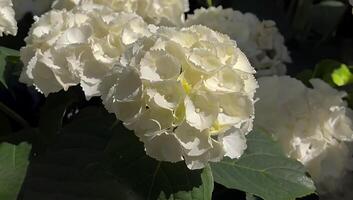 Blooming of Hydrangea macrophylla flower photo