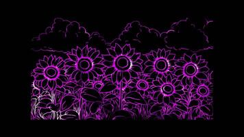 Neon glow effect field full of tall, smiling sunflowers with a sunny on black background video