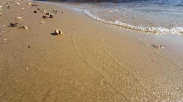 A sandy beach with shells and rocks on it video