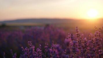 Beautiful Lavender Field at Sunset With Soft Light and Scenic Background video