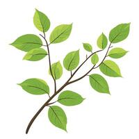 A branch with green leaves on it vector
