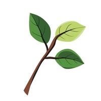 A green leaf on a white background vector