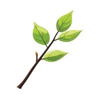 A green leaf on a branch with a white background vector