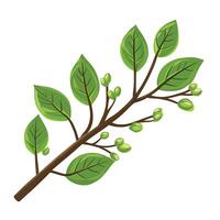 A branch with green leaves and buds vector