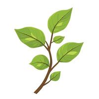 A green plant with leaves on a white background vector