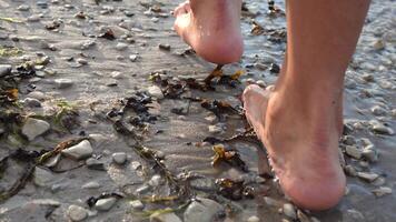 A close-up view of legs walking along a beach with small pebbles, water gently touching them. The movement of legs creates soft ripples in the water, each step on pebbles adding texture to the scene. video