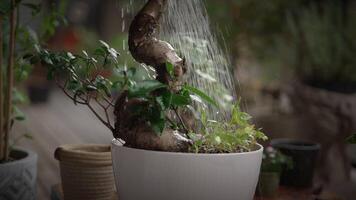 Nurturing Plants Properly Watering and Caring for a Vibrant Indoor Garden for Growth and Beauty video