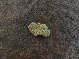 Beauty of Nature in Sea Fragments, Shells, Corals, and Rocks on a Rocky Surface photo