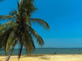 Rows of Palm and Coconut Trees Under a Bright and Calm Blue Sky, Serene and Beautiful photo