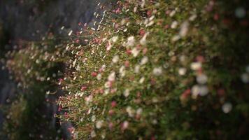 Elegant and Delicate Wildflowers Captured in the Beautiful Embrace of Natural Light video