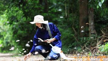 Asian biologist is collecting data in forest field study of mud puddling phenomenon butterflies sapping on salt and mineral during summer on mating season for tropical rainforest wild entomology video