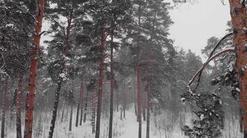 Pines In Winter video