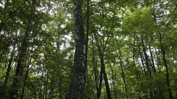 Tree Trunk In The Forest video