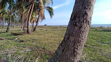 view of the coconut grove video