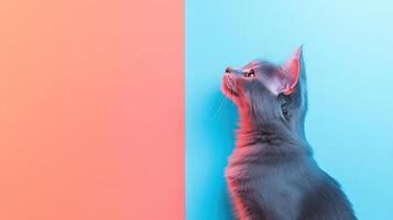 American Curl isolated on colorful pastel background. photo