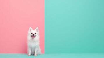 American Eskimo Dog isolated on colorful pastel background. photo