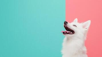 American Eskimo Dog isolated on colorful pastel background. photo