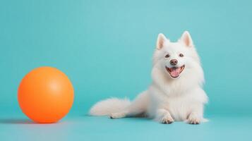 American Eskimo Dog isolated on colorful pastel background. photo