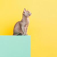 Brazilian Shorthair isolated on colorful pastel background. photo