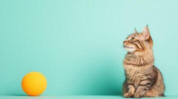 American Bobtail isolated on colorful pastel background. photo
