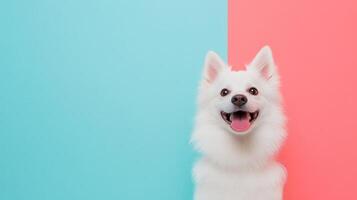 American Eskimo Dog isolated on colorful pastel background. photo