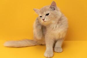 cute and adorable persian kittens with yellow and pink background photo