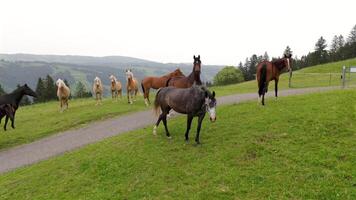 Herd of wild beautiful horses grazing on a mountain near bike path in overcast summer weather in Germany. Herd of colorful thoroughbred horses graze on top of mountain in Alps. Horses in wild. video