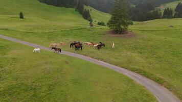 Herd of wild beautiful horses grazing on a mountain near bike path in overcast summer weather in Germany. Herd of colorful thoroughbred horses graze on top of mountain in Alps. Horses in wild. video