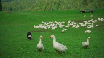 Herd of white geese in green meadow on farm in Bavaria, Germany. Domestic, captive geese Anser anser domesticus standing on grassy meadow. Livestock farming in Deutschland. video