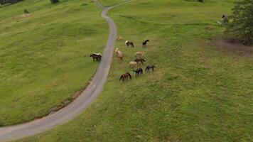 Herd of wild beautiful horses grazing on a mountain near bike path in overcast summer weather in Germany. Herd of colorful thoroughbred horses graze on top of mountain in Alps. Horses in wild. video