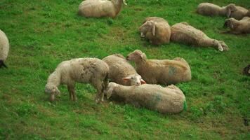 Herd of sheep grazing on green meadow in mountains of Bavaria region of Germany near town of Oberaudorf. Sheep cuddle with each other in the pasture. Theme of livestock farming in Germany. video