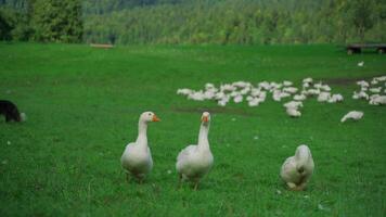 Herd of white geese in green meadow on farm in Bavaria, Germany. Domestic, captive geese Anser anser domesticus standing on grassy meadow. Livestock farming in Deutschland. video